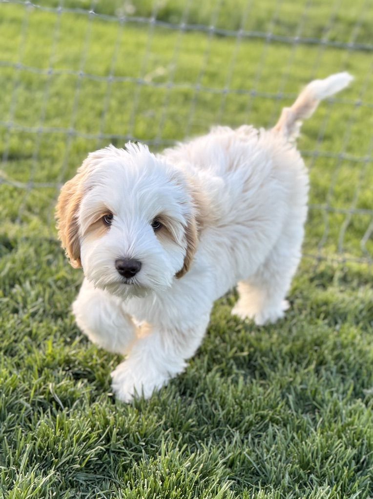 GORGEOUS Multigenerational Australian Labradoodle