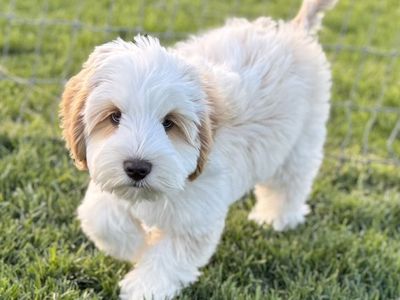 GORGEOUS Multigenerational Australian Labradoodle