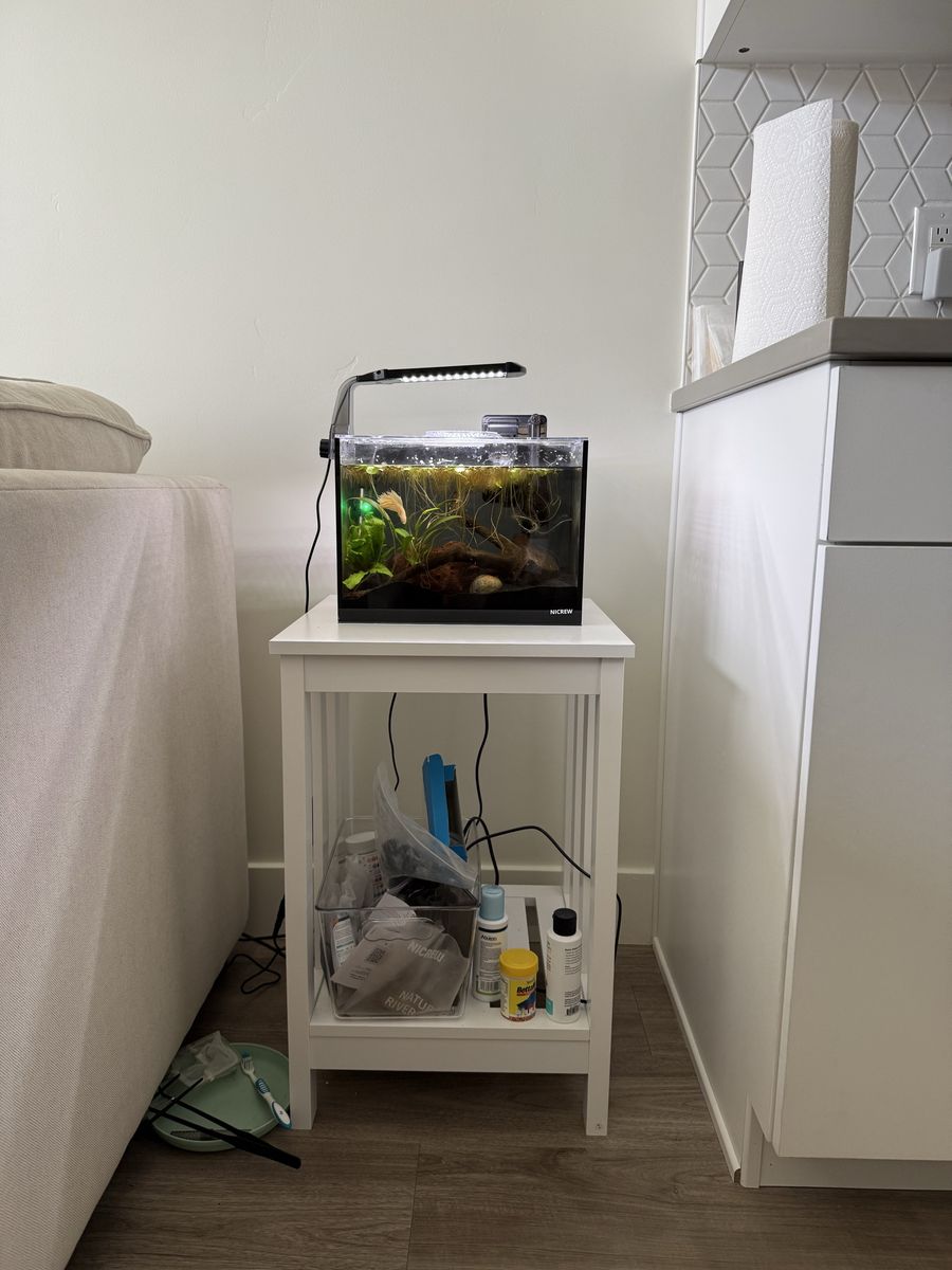 Betta Fish and Fish Tank