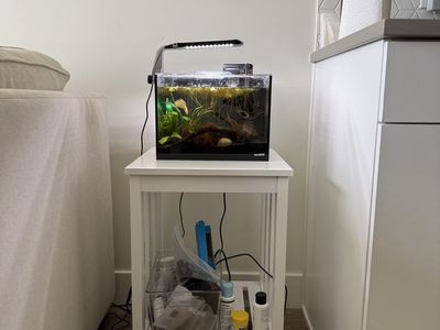 Betta Fish and Fish Tank
