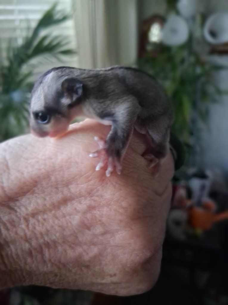 Baby Sugar Glider