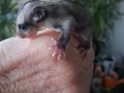 Baby Sugar Glider