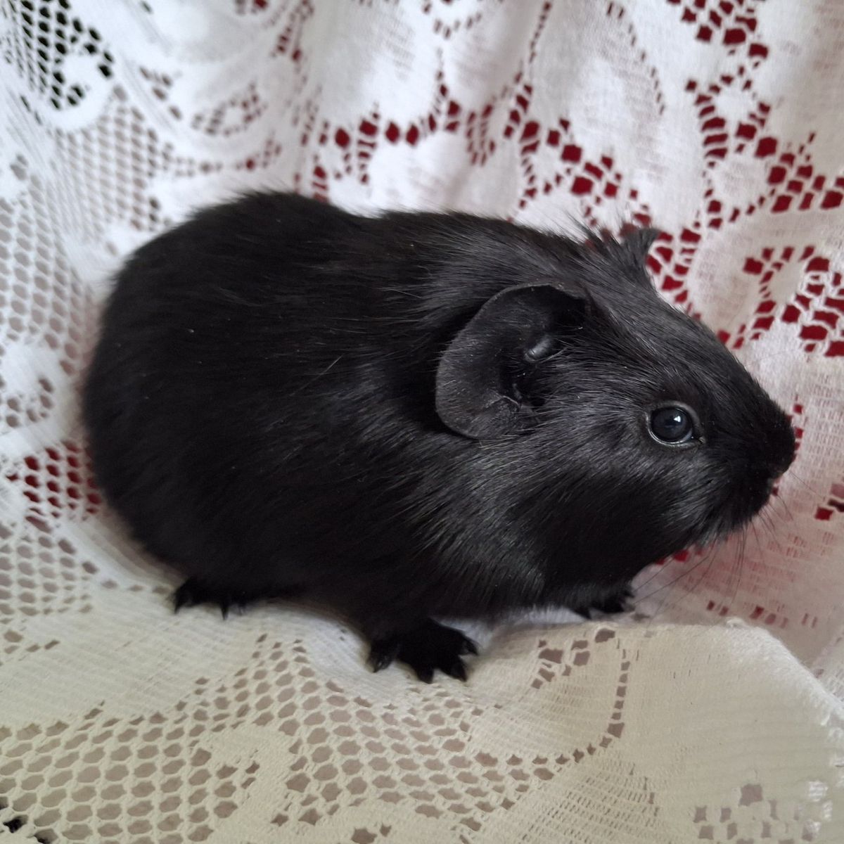 Baby Guinea Pig: Onyx
