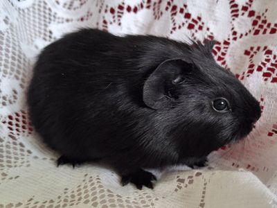 Baby Guinea Pig: Onyx