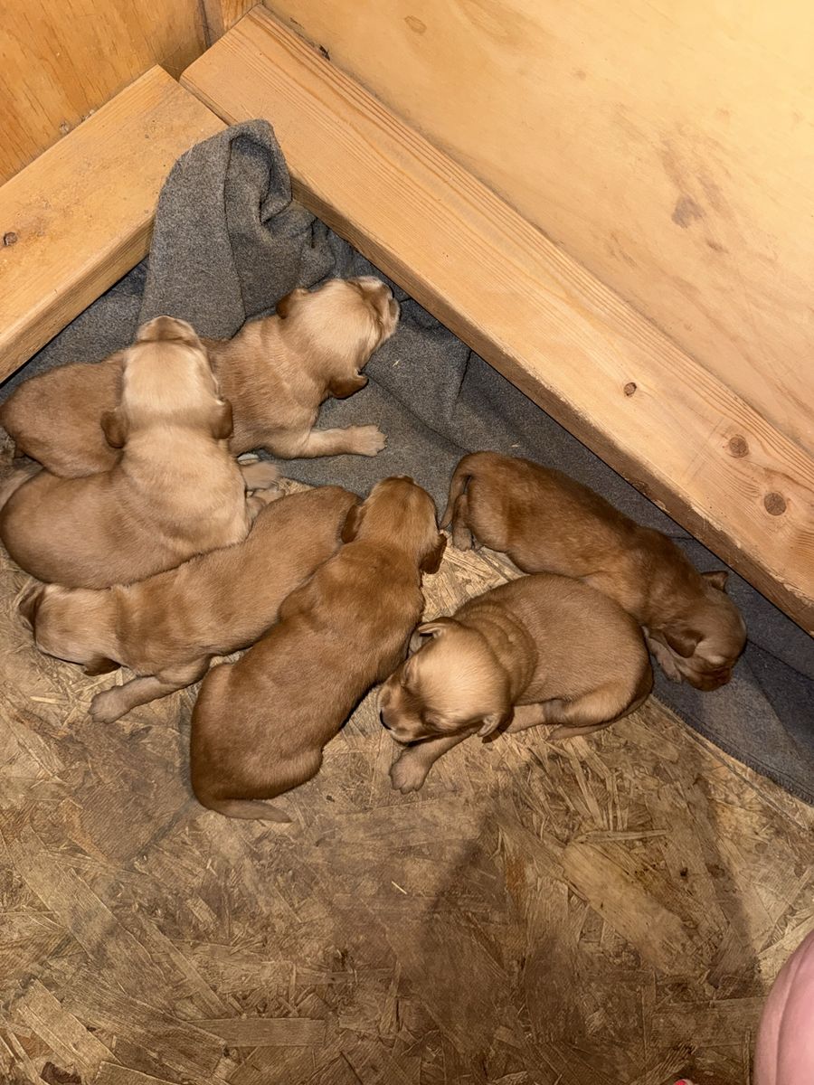 AKC golden retriever puppies
