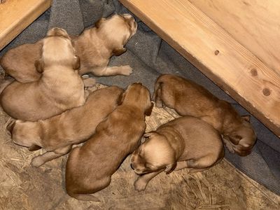 AKC golden retriever puppies