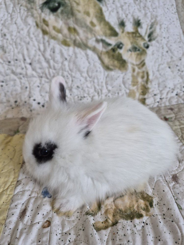 Baby bunnies