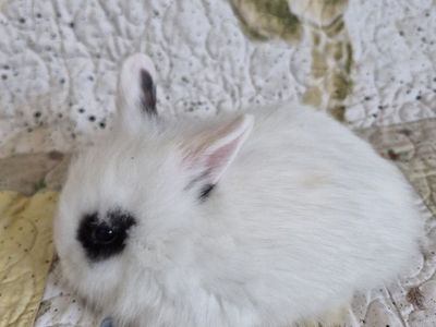Baby bunnies