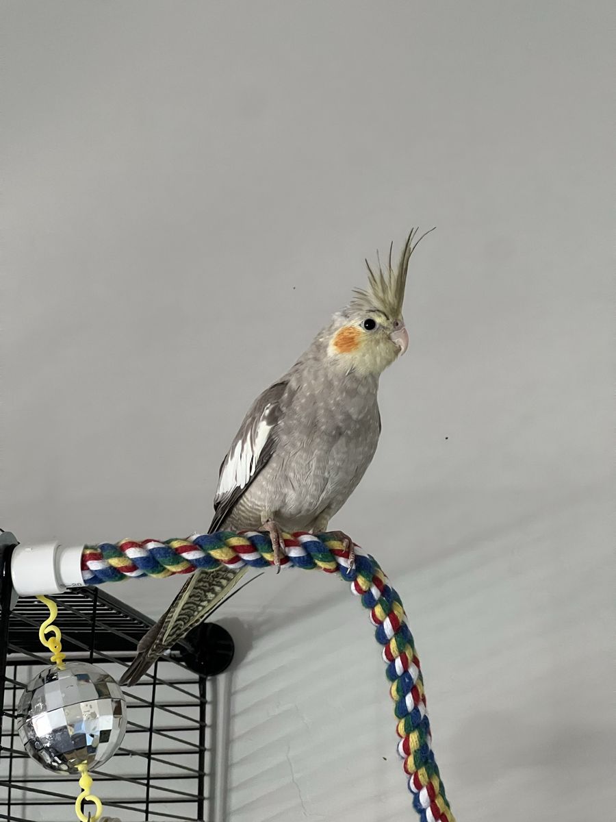 Baby Cockatiel 