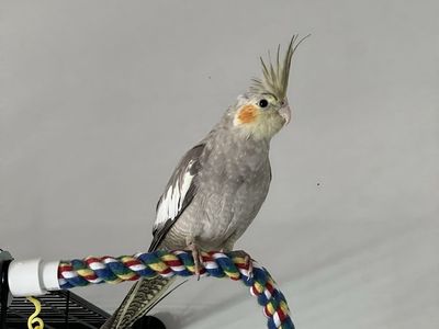Baby Cockatiel