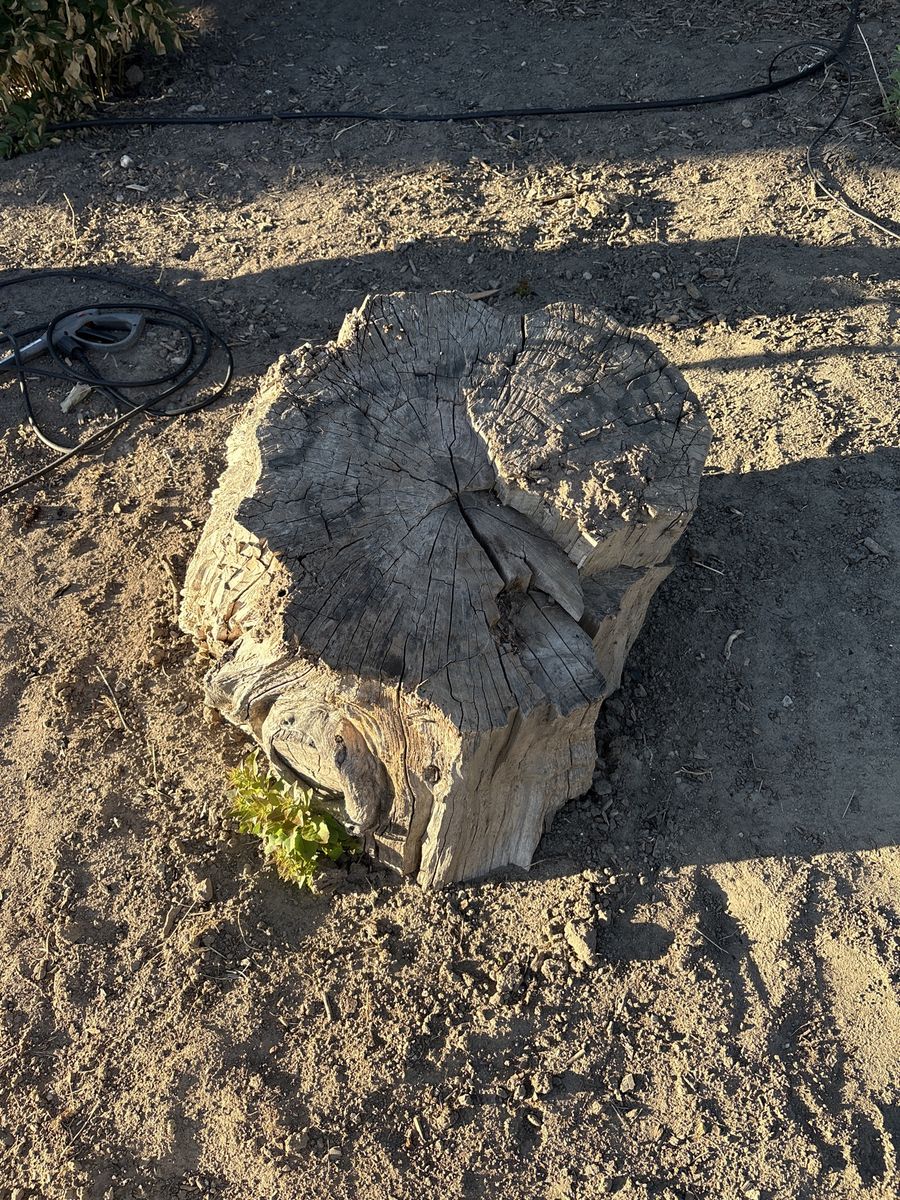 Free stump