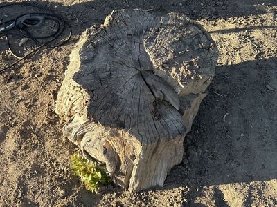 Free stump