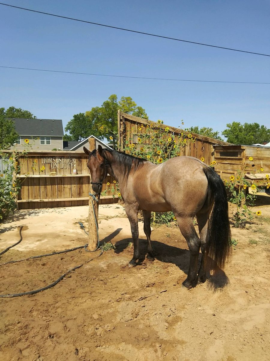 Stunning 4YO APHA Gelding- Hollywood Dun it lines