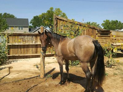 Stunning 4YO APHA Gelding- Hollywood Dun it lines