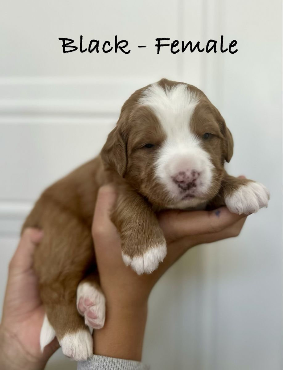 Ultra Bernedoodle Puppies!!