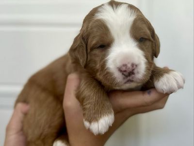 Ultra Bernedoodle Puppies!!