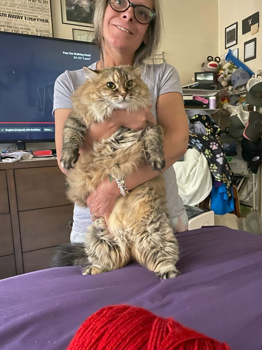 Norwegian cat needs new home