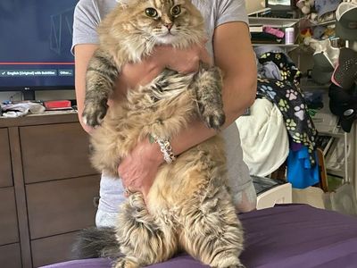 Norwegian cat needs new home