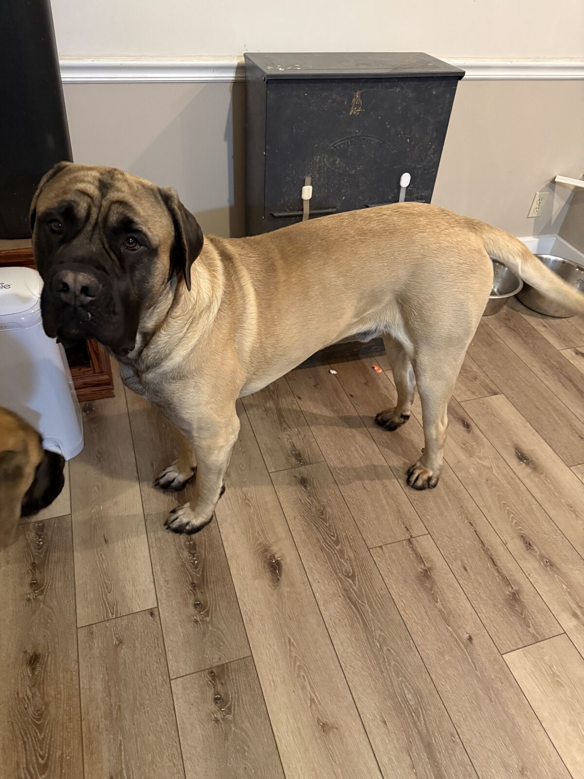 Akc English mastiff stud