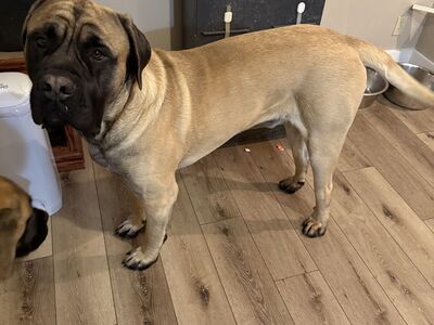 Akc English mastiff stud
