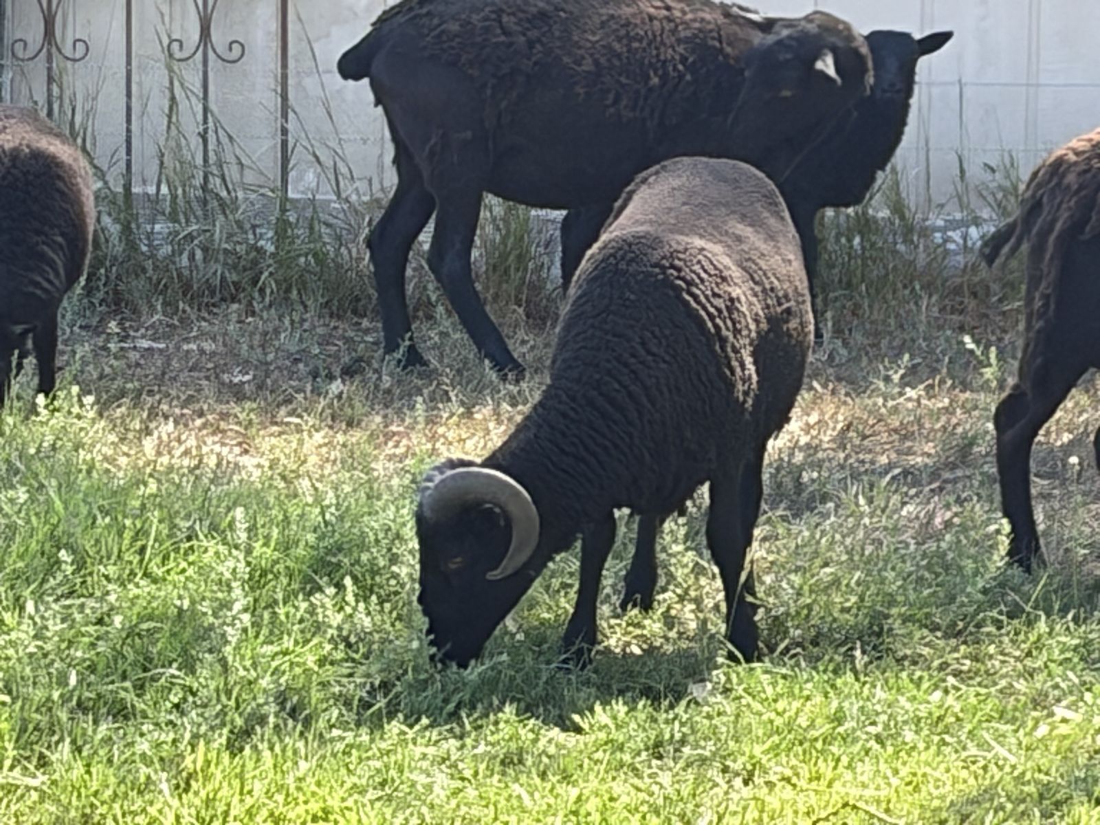 Rare Black Welsh Mountain Sheep - Ewes, Ram, & Lambs