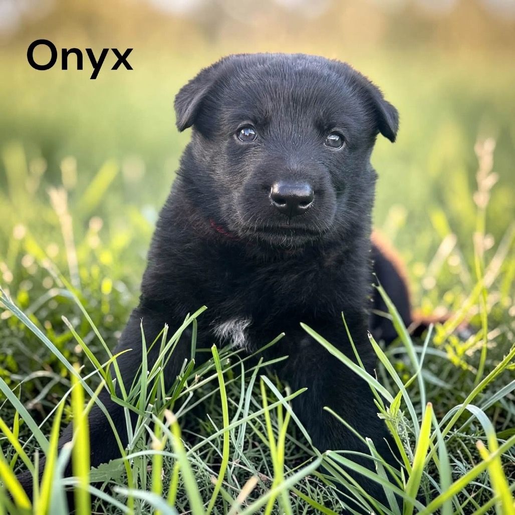 Hello my name is Onyx (red)