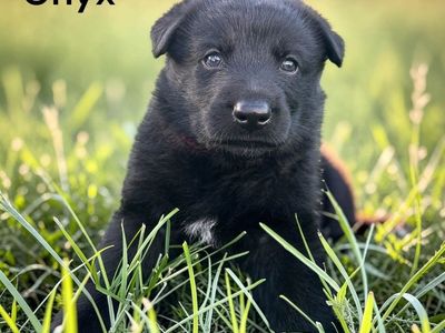 Hello my name is Onyx (red)