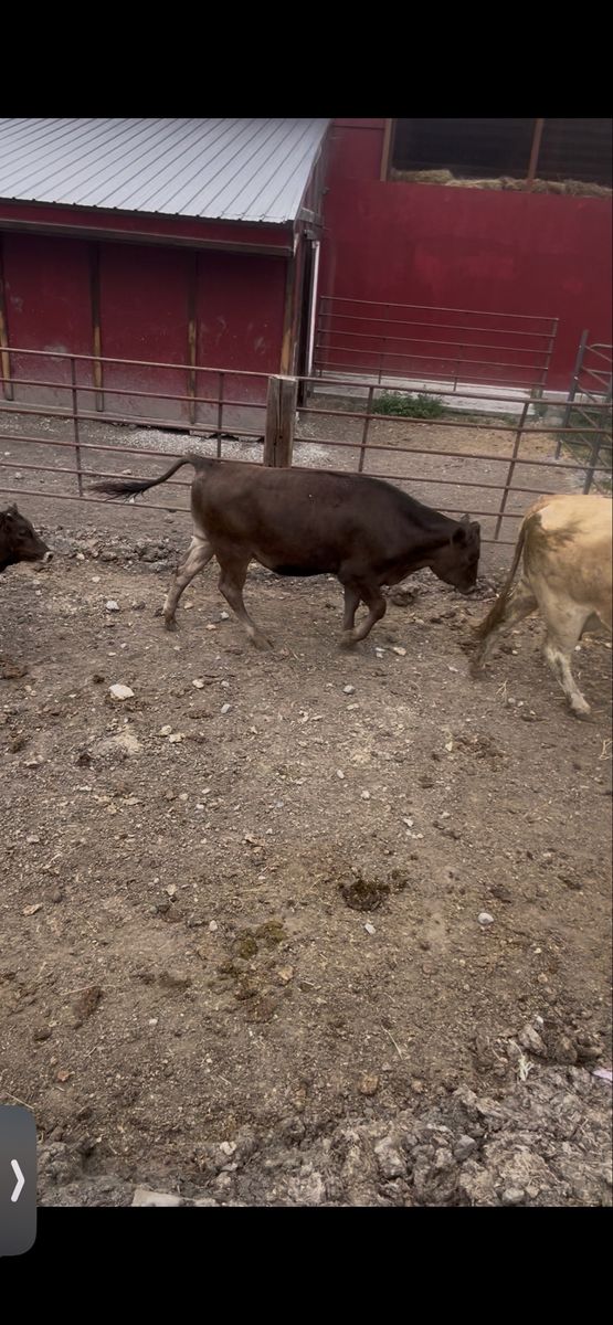 50% wagyu Feeder Steer
