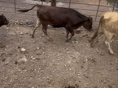50% wagyu Feeder Steer