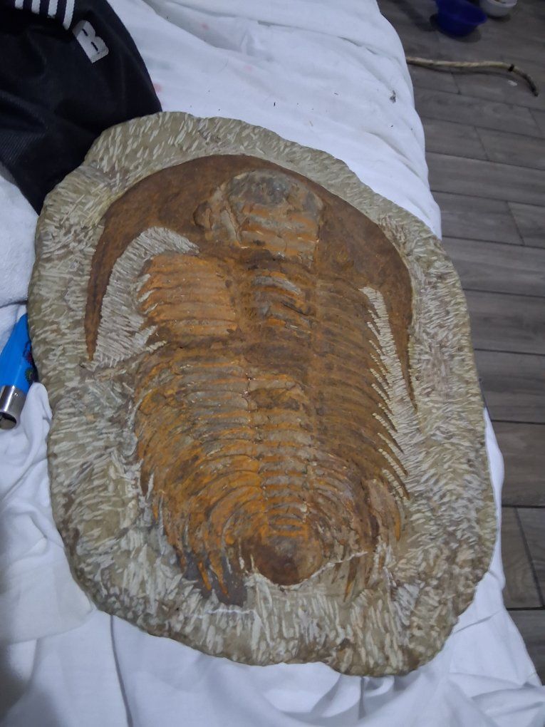 Large Trilobite Fossil in Matrix - Ancient Arthropod Specimen