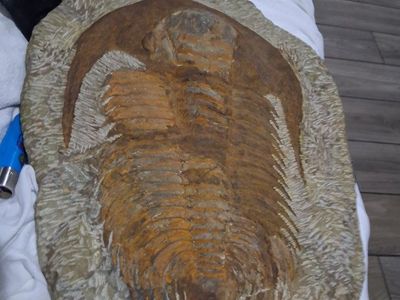 Large Trilobite Fossil in Matrix - Ancient Arthropod Specimen