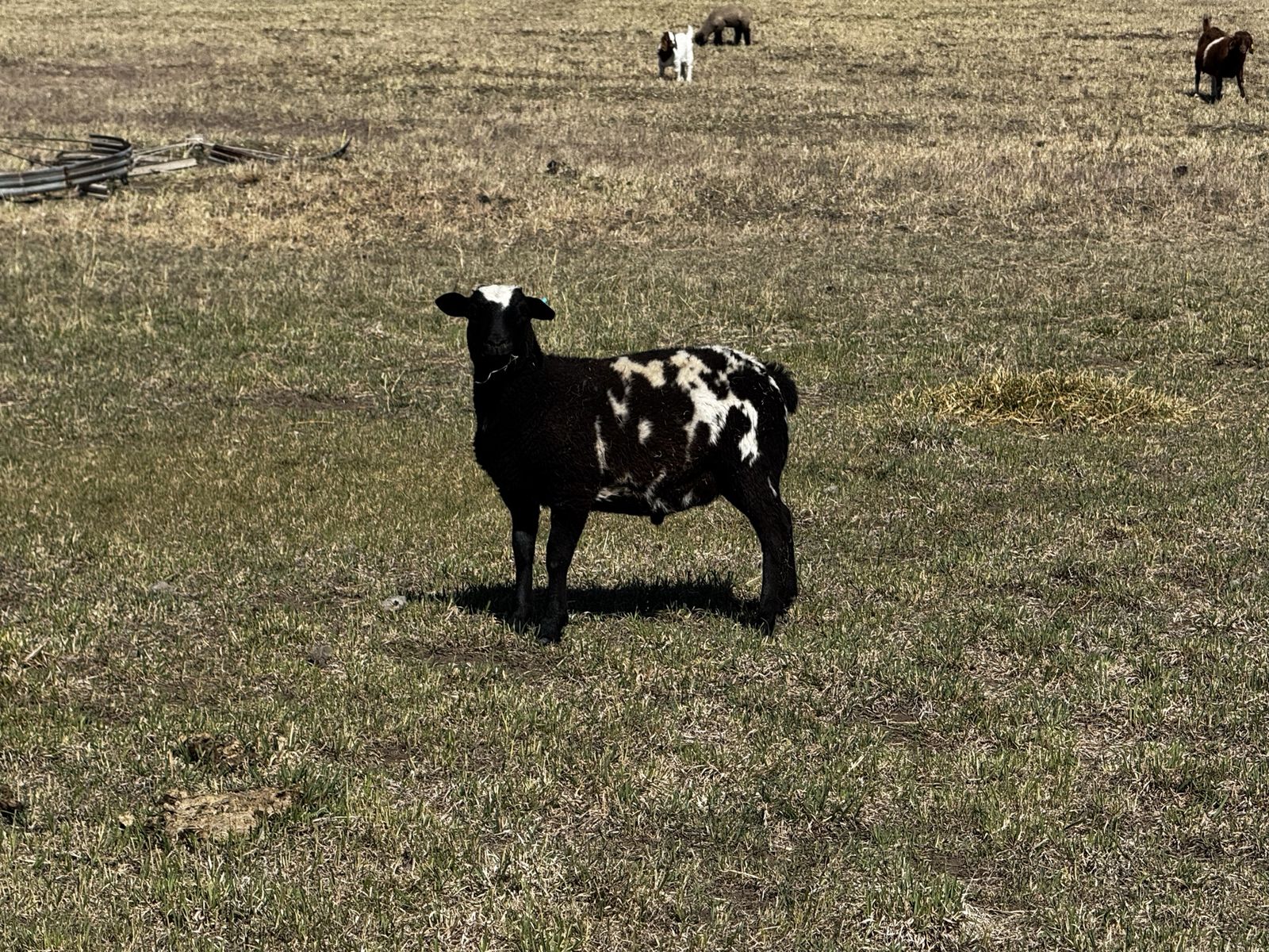 Weaned dorper lambs