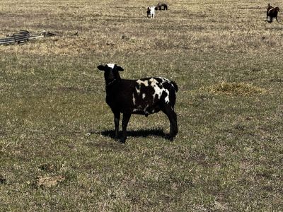 Weaned dorper lambs