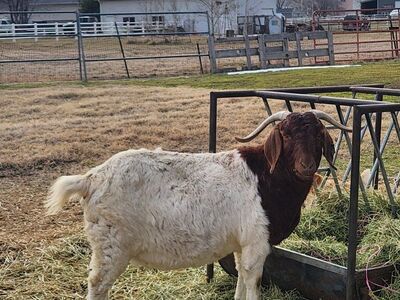 Adult boer goat