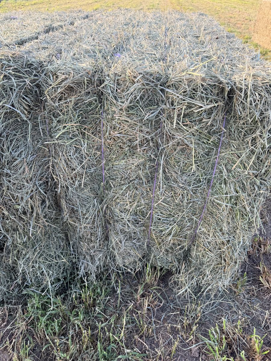 Grass Alfalfa Mix