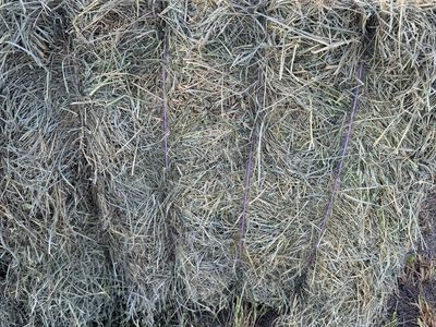 Grass Alfalfa Mix