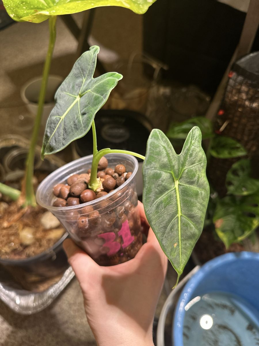 Alocasia Frydek