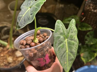 Alocasia Frydek