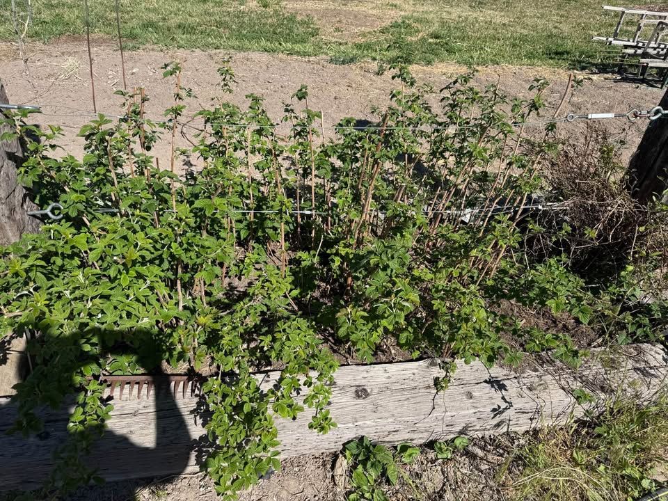 Canby Raspberry Starts