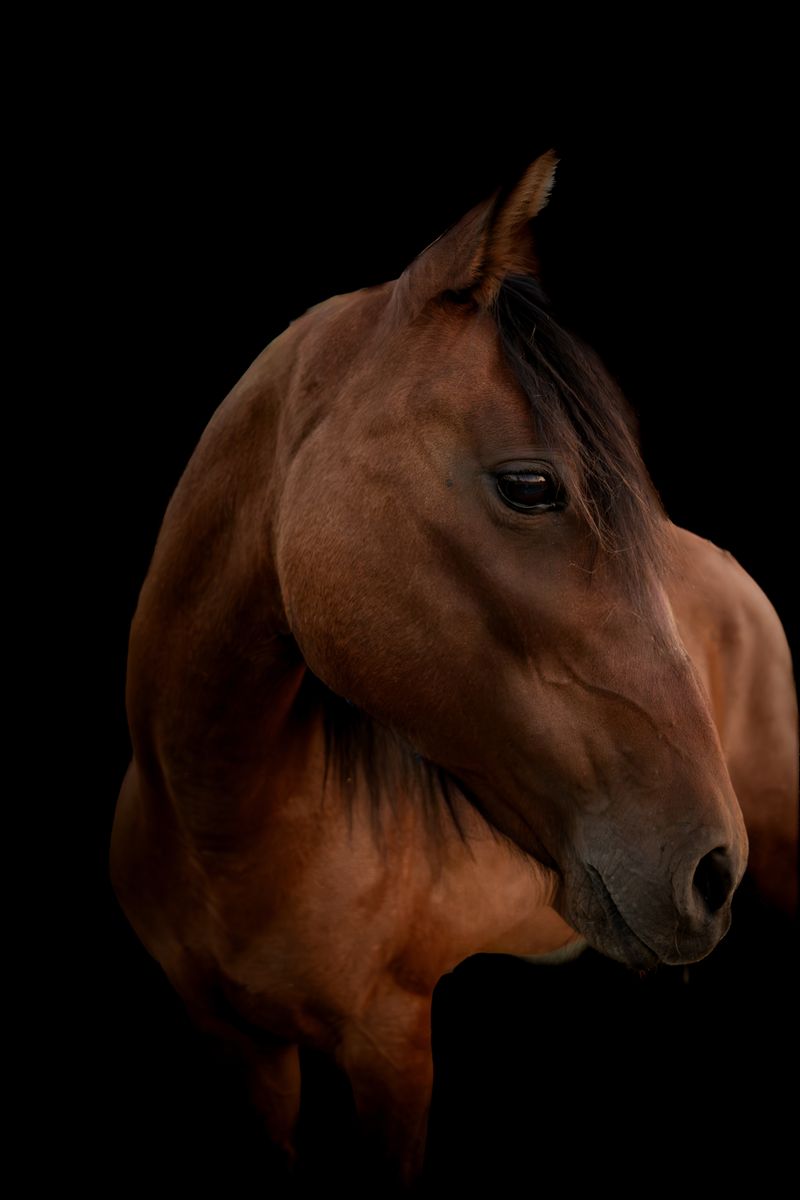 12 Year Old Mustang Mare