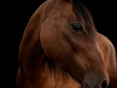 12 Year Old Mustang Mare