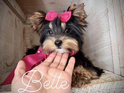 Teeny Yorkie puppies