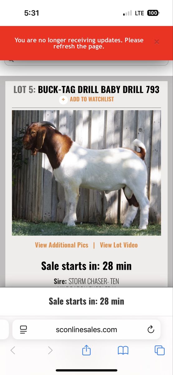 Registered goat herd for sale