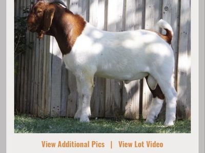 Registered goat herd for sale