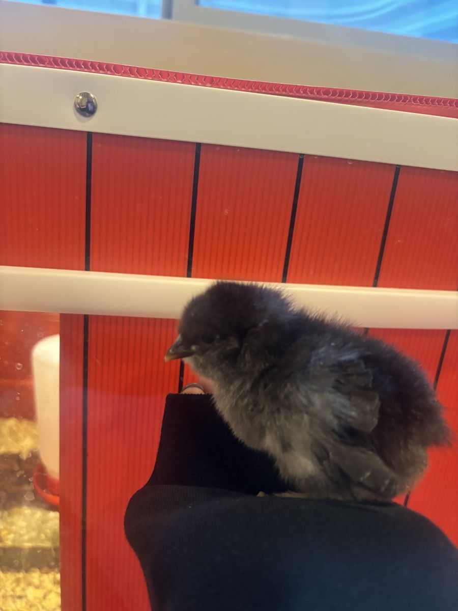 Back crossed olive egger straight run chicks