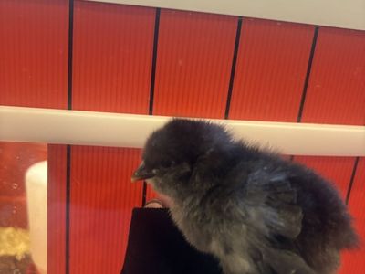 Back crossed olive egger straight run chicks