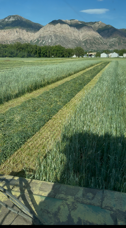 3x4x8 bales of Three Way