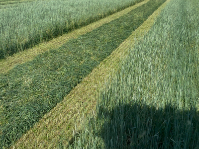 3x4x8 bales of Three Way