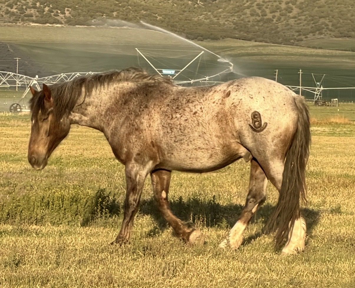 Half Draft Gelding