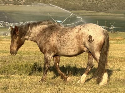 Half Draft Gelding